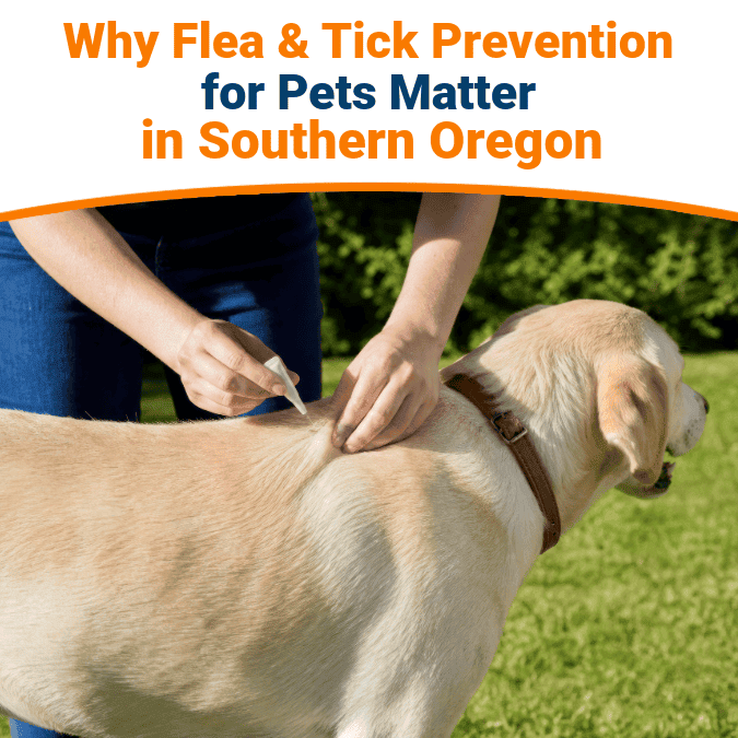 Flea and Tick Prevention